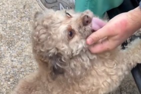 Video: Dog Reunites With Dad After Not Seeing Him for a Week