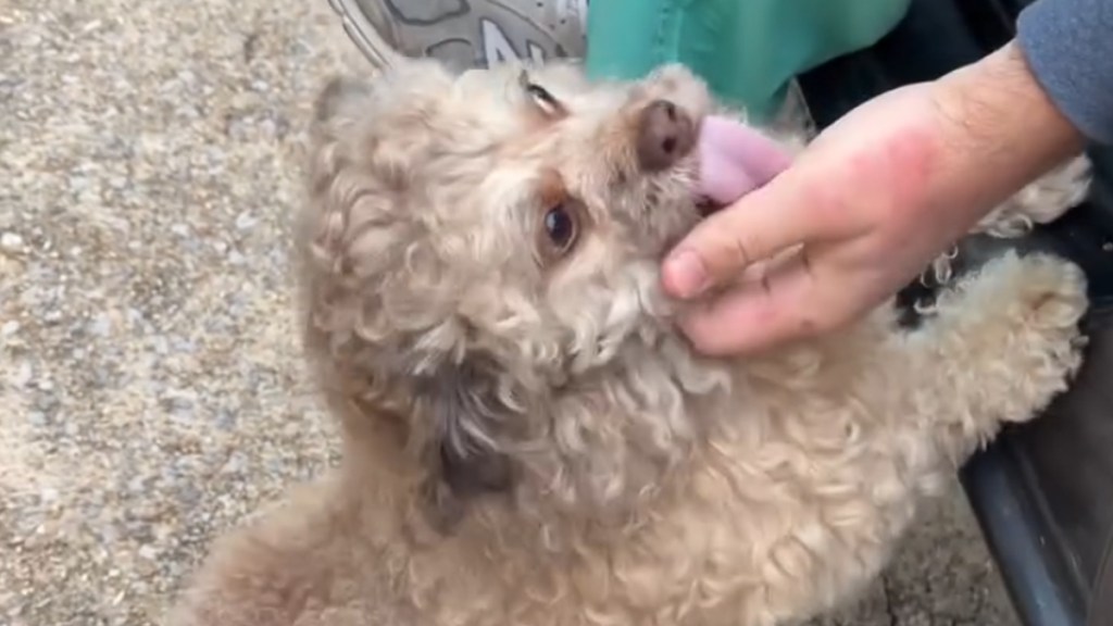 Video: Dog Reunites With Dad After Not Seeing Him for a Week