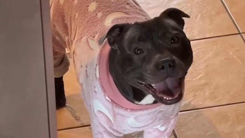 Video: Dog 'Serenading' in Her Pajama Will Brighten Your Feed