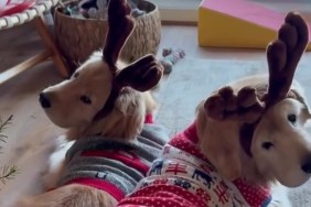Video: Watch 'Reindeer' Golden Retrievers Feasting on Carrots