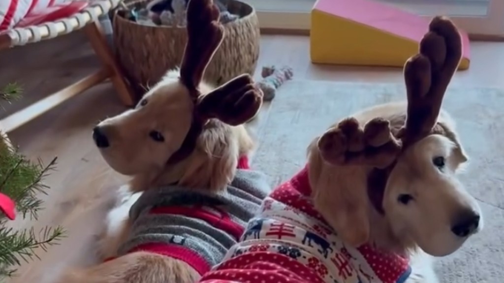 Video: Watch 'Reindeer' Golden Retrievers Feasting on Carrots