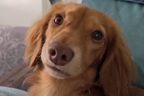 Video: Owner Wants To Protect Dachshund's Back but He Won't Listen