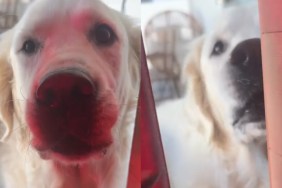 Video: Golden Retrievers Aren't Pleased About the New Sauna at Home