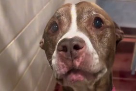 Video: Senior Dog Has the Sweetest 'Freedom Ride' After Adoption