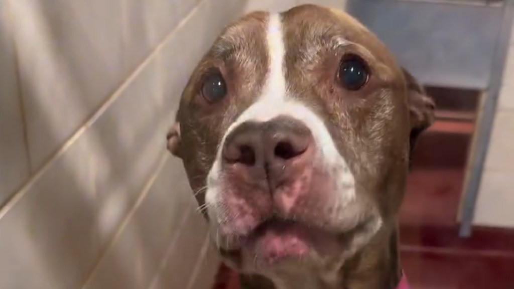 Video: Senior Dog Has the Sweetest 'Freedom Ride' After Adoption