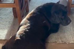 Dog's Cute Sitting Pose Comes With Nonstop Tail Wagging in Video