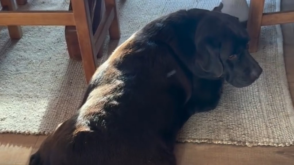 Dog's Cute Sitting Pose Comes With Nonstop Tail Wagging in Video