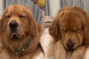 Golden Retriever Enjoying a Head Massage Will Make Your Day