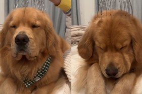 Golden Retriever Enjoying a Head Massage Will Make Your Day