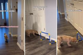 Video: Maltipoo Nails Soccer Skills After Grandma Buys Her Net