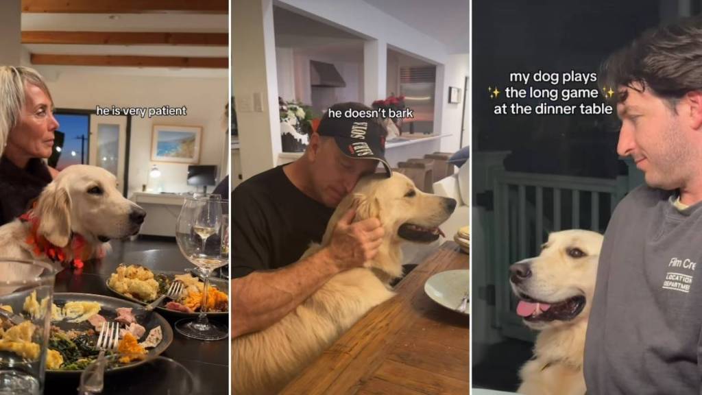 Golden Retriever Plays the ‘Long Game’ at Dinner for a Heist