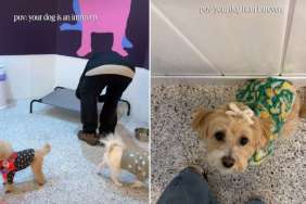 Video Shows Story of a Shy Dog