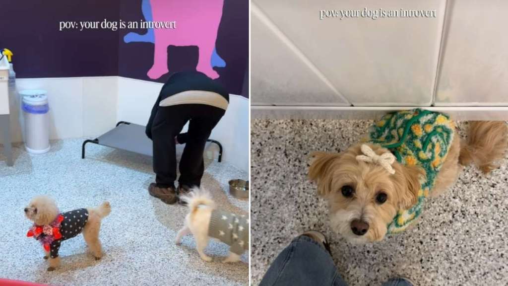 Video Shows Story of a Shy Dog