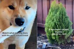 Video: Shiba Inu Surprises Owner by Doing This With His 'Most Valued Treat'