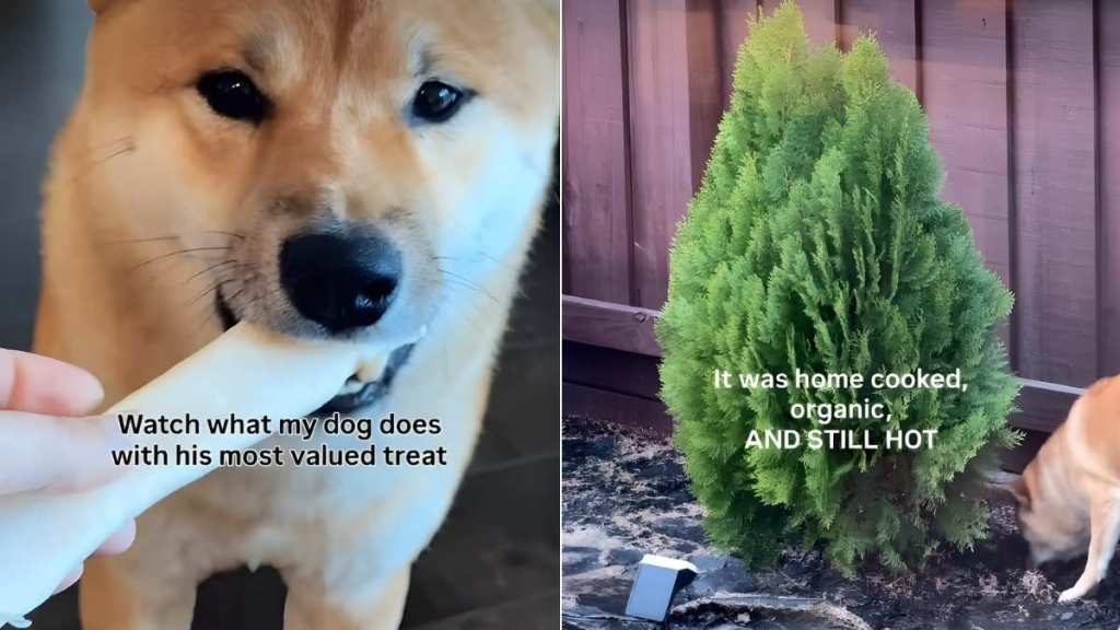 Video: Shiba Inu Surprises Owner by Doing This With His 'Most Valued Treat'