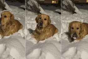 Video: Golden Retriever Delights in Eating Snow Like a Treat