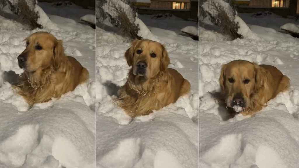 Video: Golden Retriever Delights in Eating Snow Like a Treat