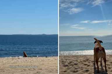 Video: Dog Smells Whales & Identifies Them With a Unique Bark