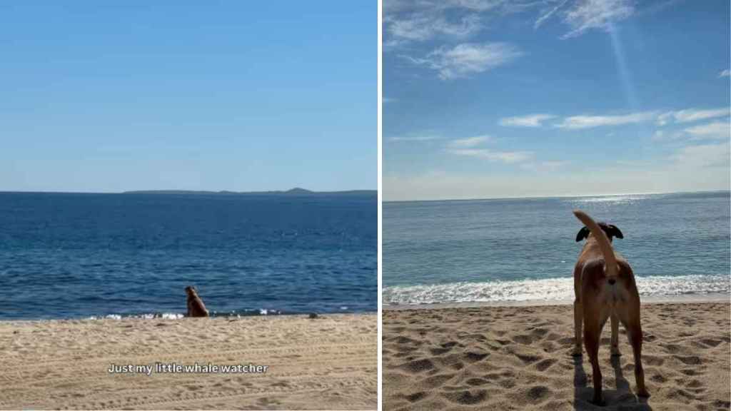 Video: Dog Smells Whales & Identifies Them With a Unique Bark