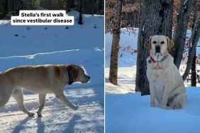 Labrador's First Walk After Vestibular Disease Melts Hearts