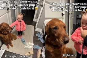 Video: Golden Retriever Makes Little Girl Smile by Fulfilling Her Request
