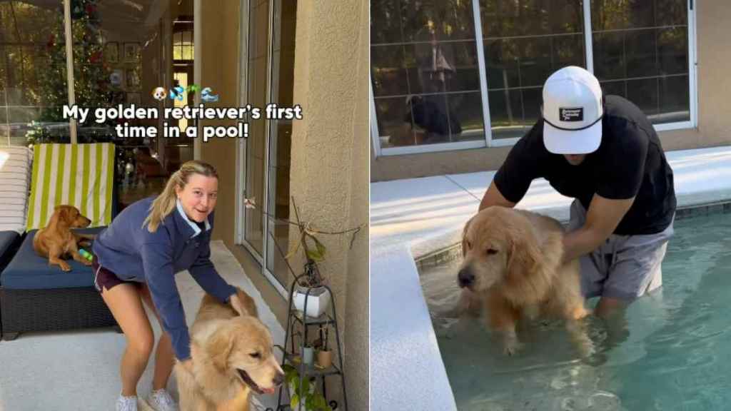 Video: Golden Retriever's First Time in Pool Is a Lot of Emotions