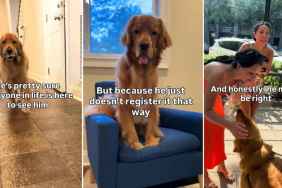 Video: Dog Proves He's 'Truly Golden Retriever Core'