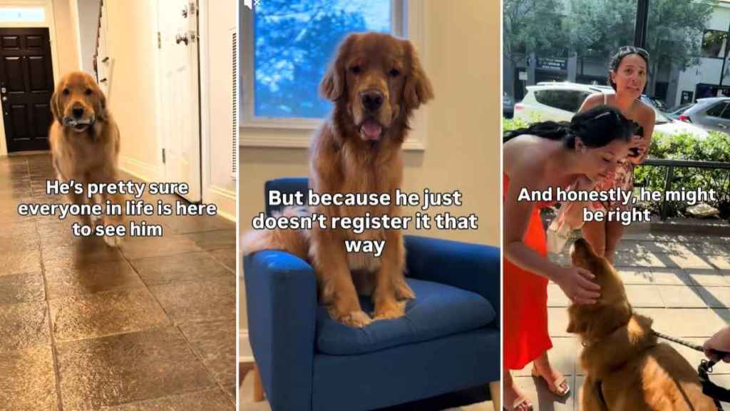 Video: Dog Proves He's 'Truly Golden Retriever Core'