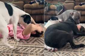 Video: Dogs Surprising Owner During Workout Will Make Your Day