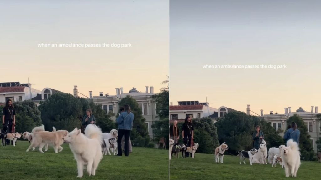 Video Shows What Happens When an Ambulance Passes the Dog Park
