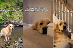 Golden Retriever Has 'Zero Regrets' About Doing These 10 Things