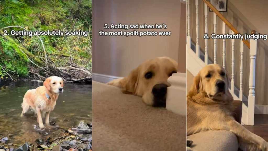 Golden Retriever Has 'Zero Regrets' About Doing These 10 Things