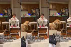 Golden Retriever’s Reaction to Little Girl Sharing Food Is Too Adorable