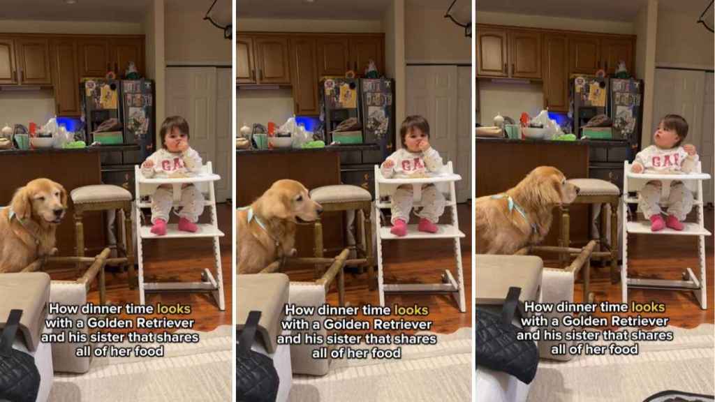 Golden Retriever’s Reaction to Little Girl Sharing Food Is Too Adorable
