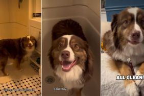 Dog Willingly Goes for Paw Cleaning in Adorable Video