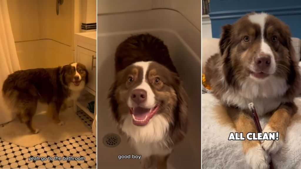 Dog Willingly Goes for Paw Cleaning in Adorable Video