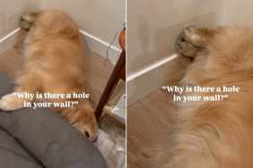 Video Shows Golden Retriever Making a Hole in the Wall by Doing This