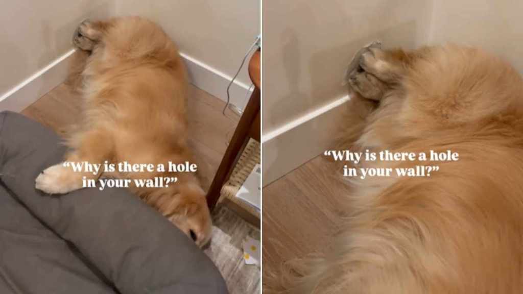Video Shows Golden Retriever Making a Hole in the Wall by Doing This