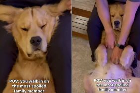 Video of Golden Retriever Getting Spoiled by Owner Melts Hearts
