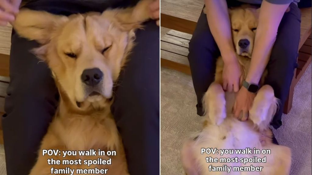 Video of Golden Retriever Getting Spoiled by Owner Melts Hearts
