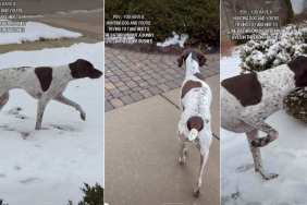 Video: ‘Hunting Dog’ Goes Into Stealth Mode Approaching a Bunny in Bushes
