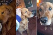 Golden Retriever Proves a Little Sunshine Goes a Long Way in Winter