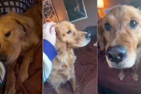 Golden Retriever Proves a Little Sunshine Goes a Long Way in Winter