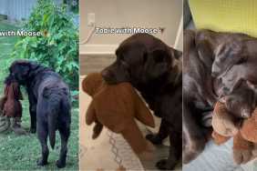 Video Shows How Labrador Behaves With & Without His Toy