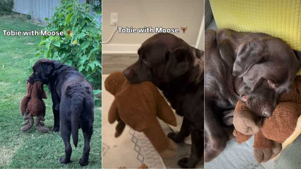 Video Shows How Labrador Behaves With & Without His Toy