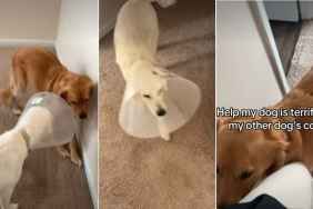 Video: Golden Retriever Is ‘Terrified’ of Sibling’s Dog Cone