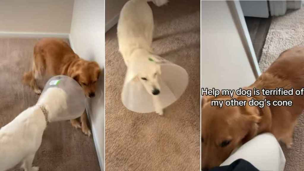 Video: Golden Retriever Is ‘Terrified’ of Sibling’s Dog Cone