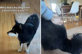 Video: Shiba Inu’s Fur Dent Is Caused by His Own Fluffy Tail