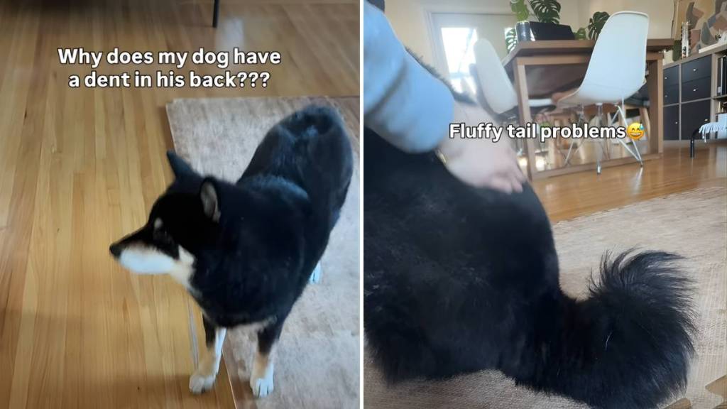 Video: Shiba Inu’s Fur Dent Is Caused by His Own Fluffy Tail