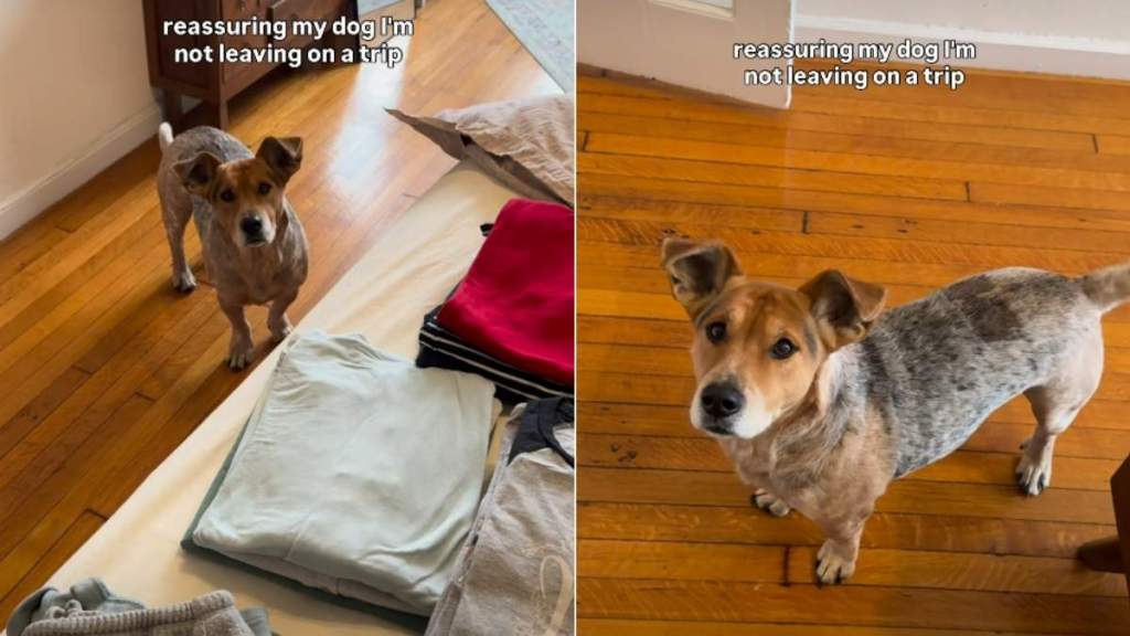 Video: Dog Needs Reassurance Clothes Are for Closet Cleanup, Not a Trip